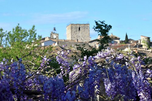 Glycine - printemps 2025