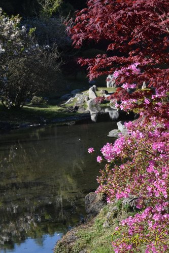 Bambouseraie au printemps